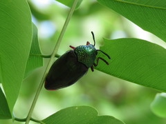 Sternocera chrysis