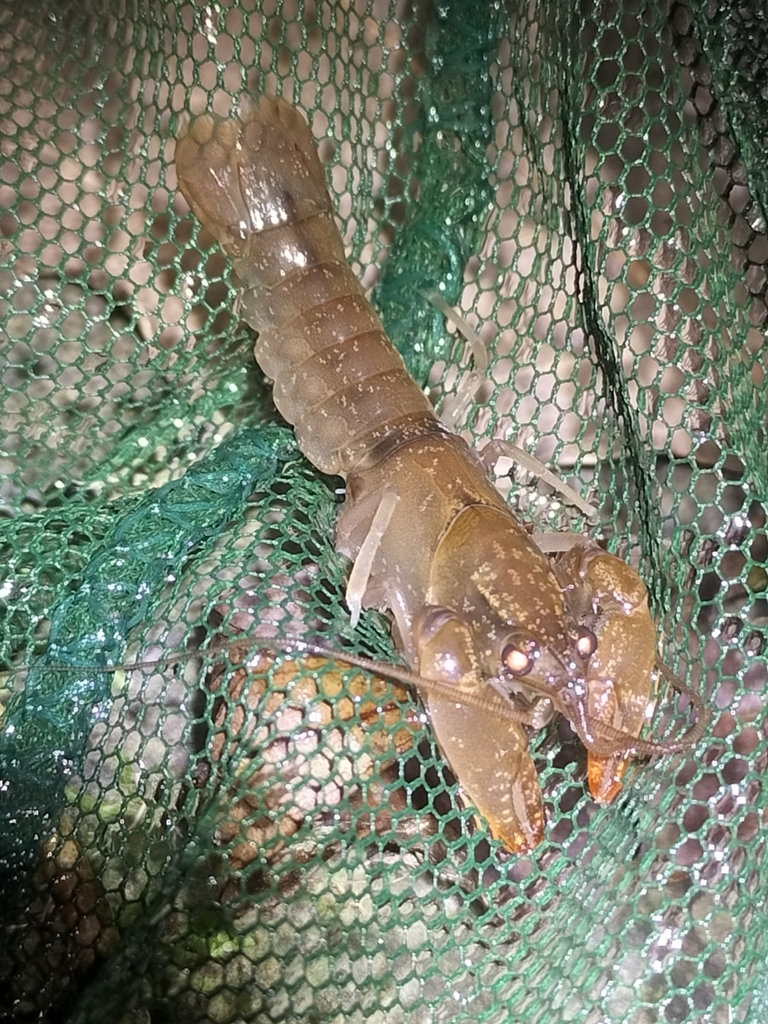 Cherax cairnsensis