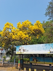 Tabebuia aurea