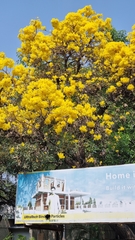 Tabebuia aurea