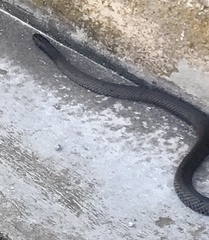 Pseudonaja inframacula