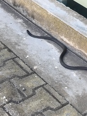 Pseudonaja inframacula