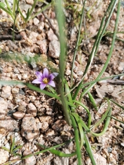Romulea ramiflora ramiflora