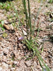 Romulea ramiflora ramiflora