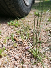 Romulea ramiflora ramiflora
