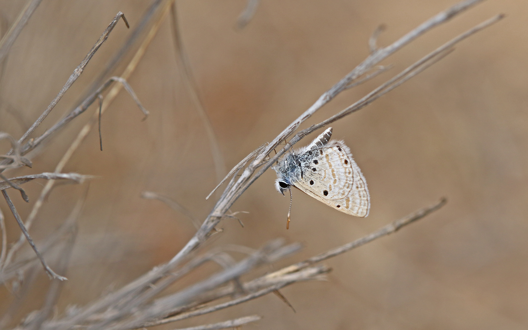 Laberinto del desierto