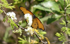 Danaus chrysippus dorippus