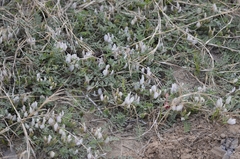 Astragalus scaberrimus
