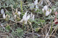 Astragalus scaberrimus