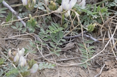 Astragalus scaberrimus