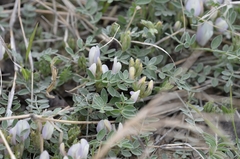 Astragalus scaberrimus