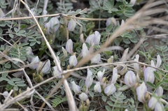 Astragalus scaberrimus
