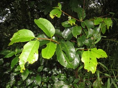 Cassipourea gummiflua