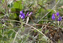 Vicia bungei