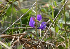 Vicia bungei