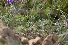 Vicia bungei