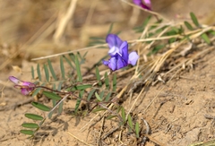 Vicia bungei