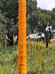 Kniphofia multiflora