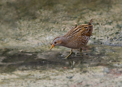 Porzana porzana