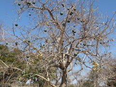 Strychnos madagascariensis