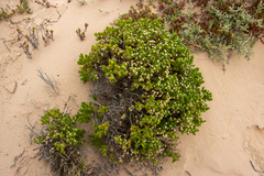 Kippistia suaedifolia