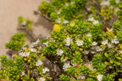 Kippistia suaedifolia