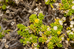 Kippistia suaedifolia