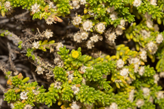 Kippistia suaedifolia