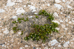 Spyridium phylicoides