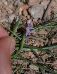 Romulea ramiflora ramiflora