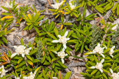 Spyridium phylicoides