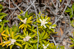 Spyridium phylicoides