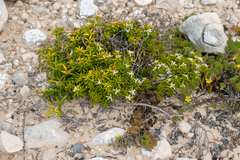 Spyridium phylicoides