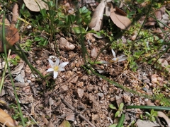 Romulea columnae columnae