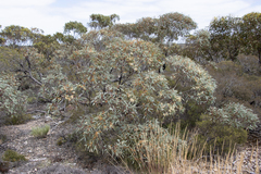 Eucalyptus yalatensis