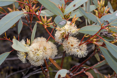 Eucalyptus yalatensis