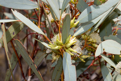 Eucalyptus yalatensis