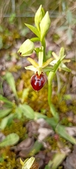 Ophrys sphegodes