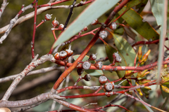 Eucalyptus yalatensis