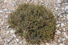 Frankenia pauciflora