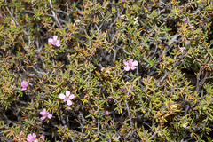 Frankenia pauciflora