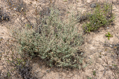 Atriplex stipitata