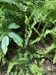 Platanthera ciliaris