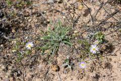 Brachyscome ciliaris ciliaris