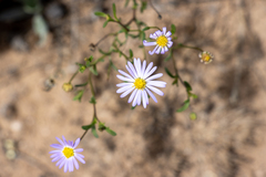 Brachyscome ciliaris ciliaris
