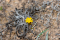 Podolepis rugata rugata