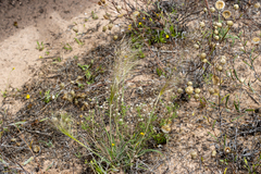 Austrostipa drummondii
