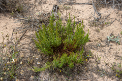 Haloragis acutangula