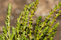 Haloragis acutangula