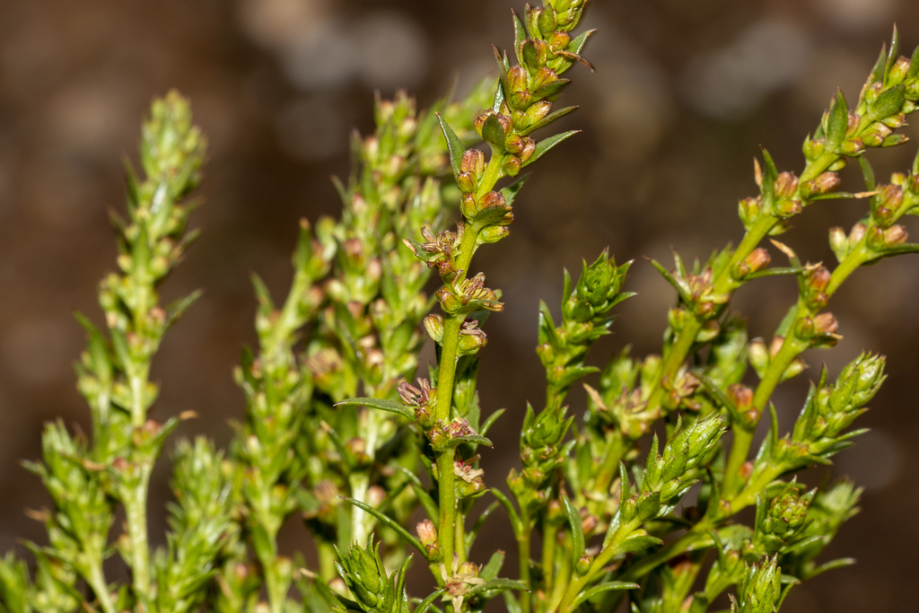 Haloragis acutangula (Haloragis acutangula)